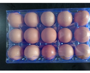 蚌埠鸡蛋包装1