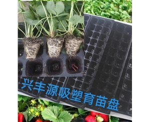 蚌埠草莓育苗吸塑盘